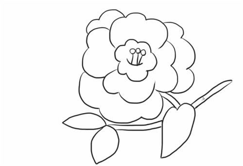 漂亮的茶花簡(jiǎn)筆畫(huà)步驟教程