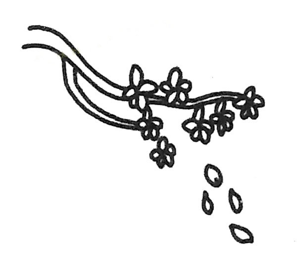 櫻花的簡單畫法