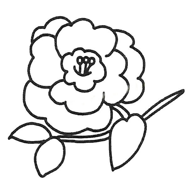 茶花的簡單畫法