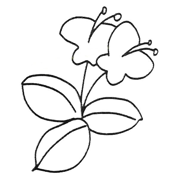 蝴蝶蘭怎么畫簡(jiǎn)單又好看