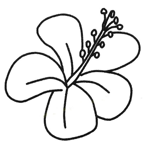 扶桑花幼兒簡筆畫