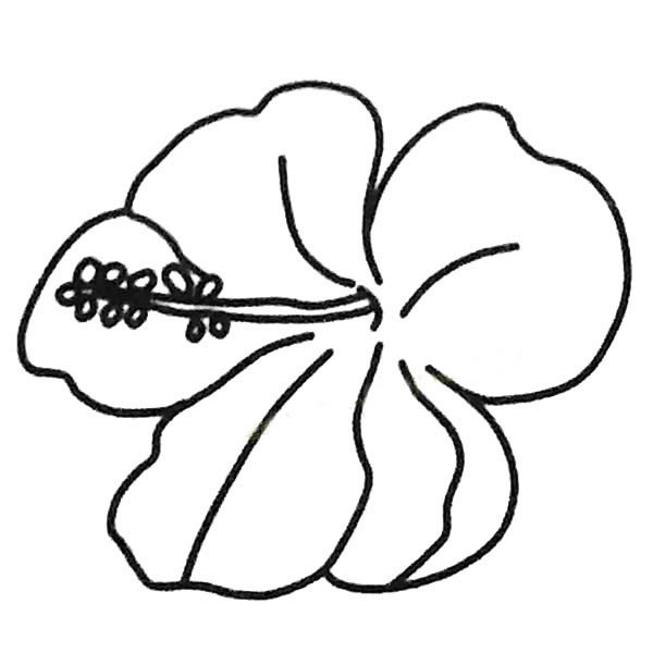 扶桑花怎么畫比較簡單