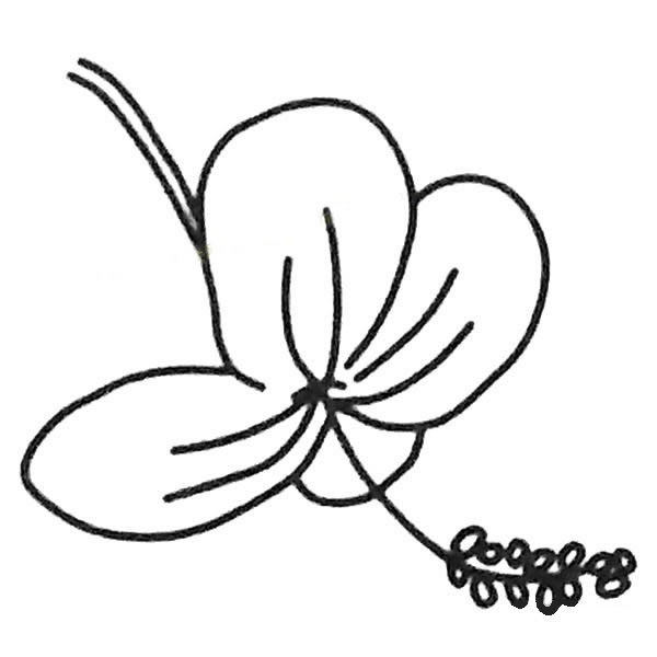 關(guān)于扶桑花的兒童簡(jiǎn)筆畫 關(guān)于扶桑花的兒童簡(jiǎn)筆畫