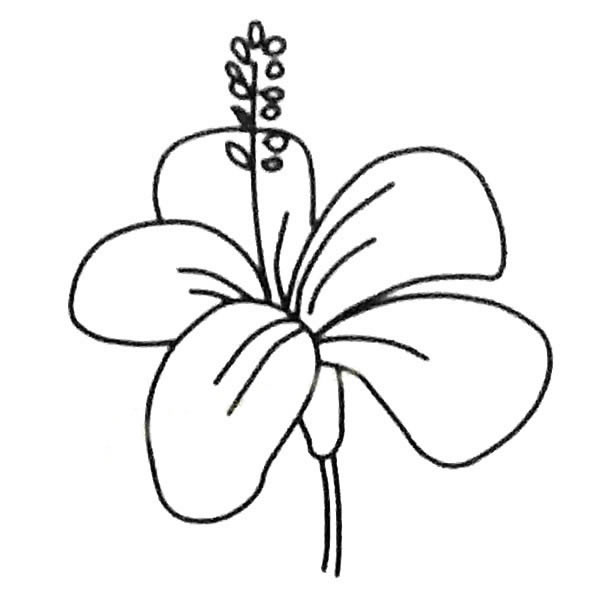扶桑花的簡單畫法