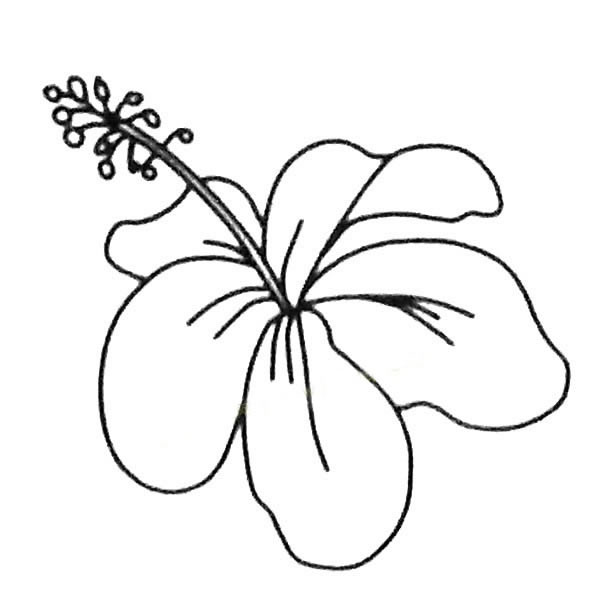 關(guān)于扶桑花的簡筆畫