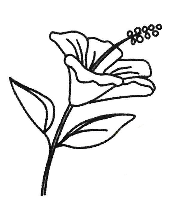 扶桑花簡筆畫步驟教程