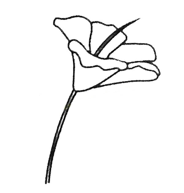 扶桑花簡筆畫步驟教程