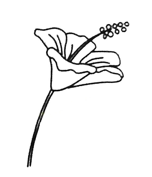 扶桑花簡筆畫步驟教程