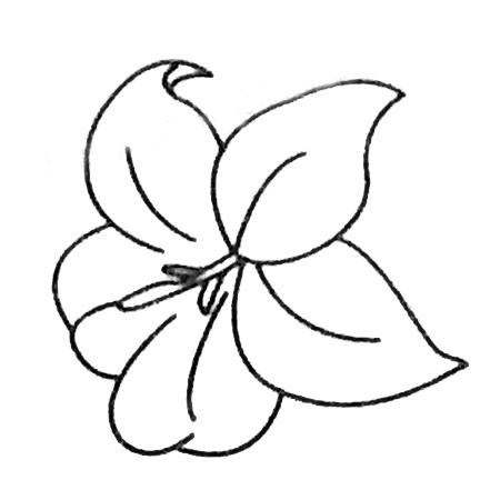 8款關于百合花的簡筆畫大全