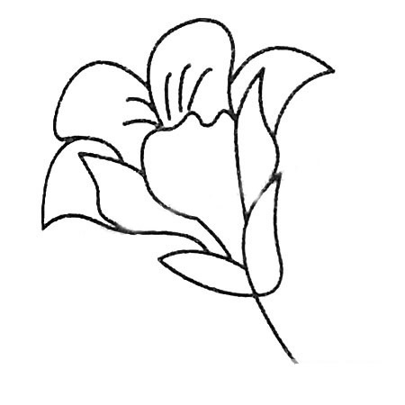 8款關于百合花的簡筆畫大全
