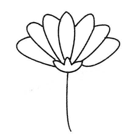 菊花的簡單畫法