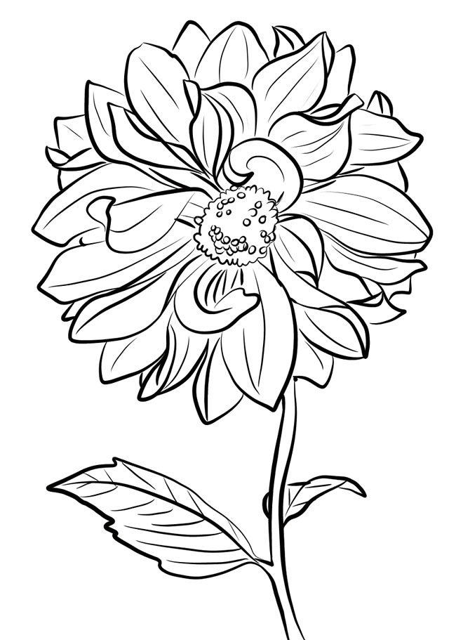 素描大麗花簡筆畫