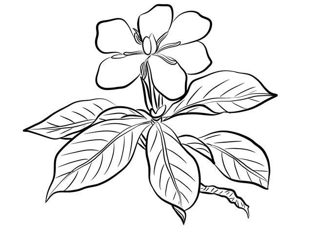 關于梔子花的簡筆畫