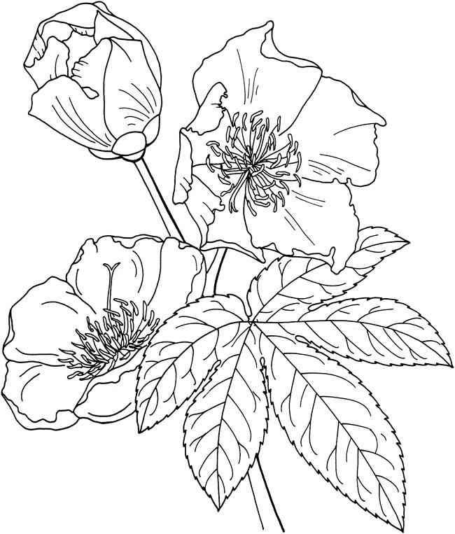 關(guān)于迎春花的簡(jiǎn)筆畫(huà) 關(guān)于迎春花的簡(jiǎn)筆畫(huà)