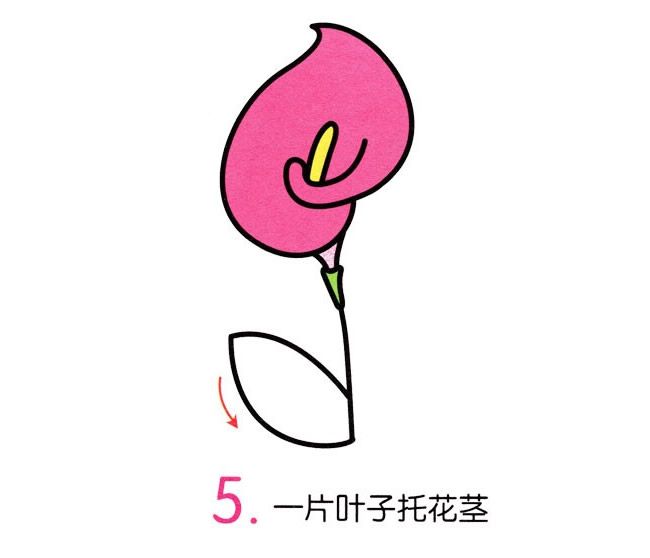 涂色的馬蹄蓮簡筆畫教程