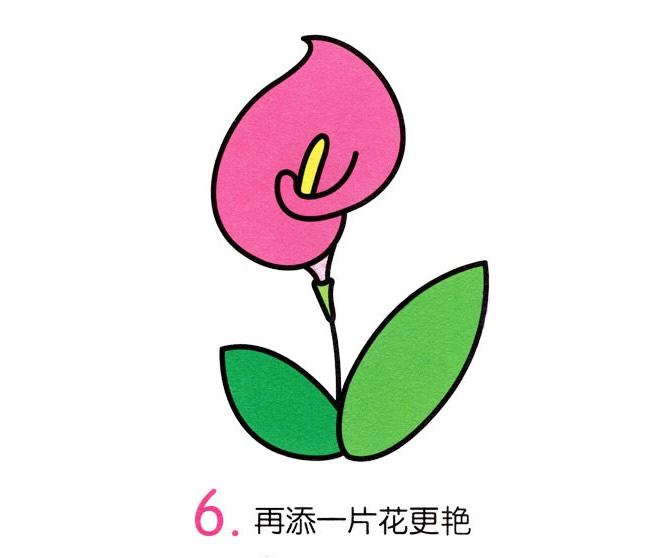 涂色的馬蹄蓮簡筆畫教程
