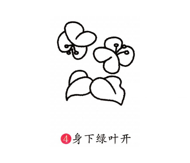 涂色的蝴蝶蘭簡筆畫教程