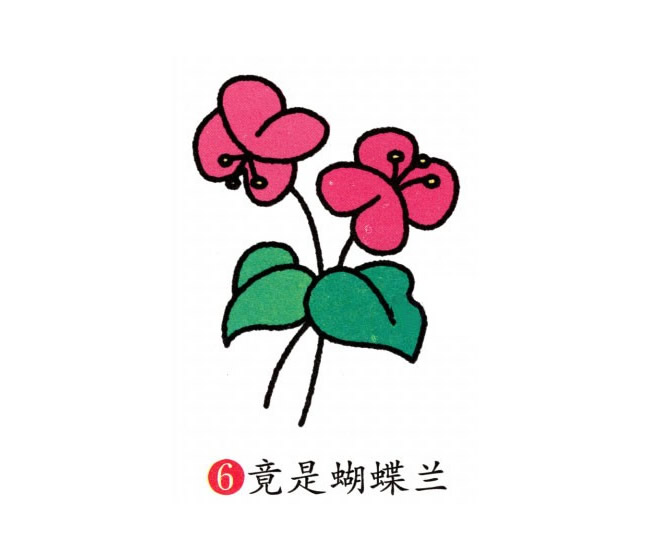 涂色的蝴蝶蘭簡筆畫教程