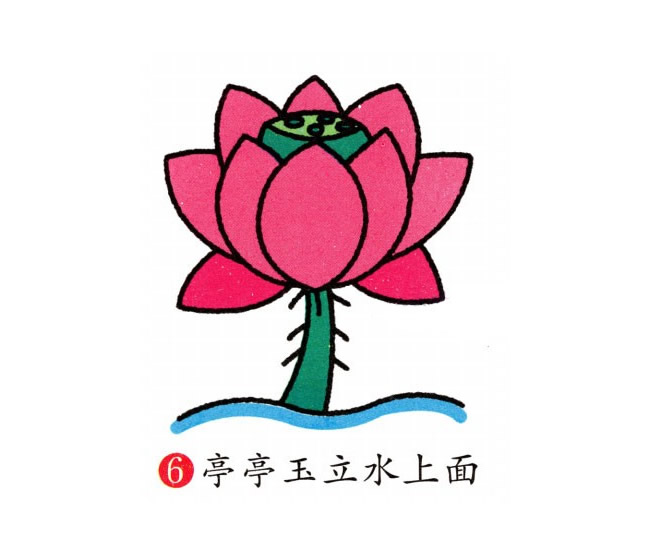 彩色的荷花簡筆畫教程