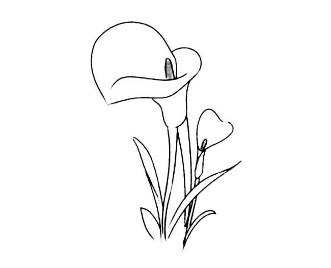 簡單的百合花怎么畫