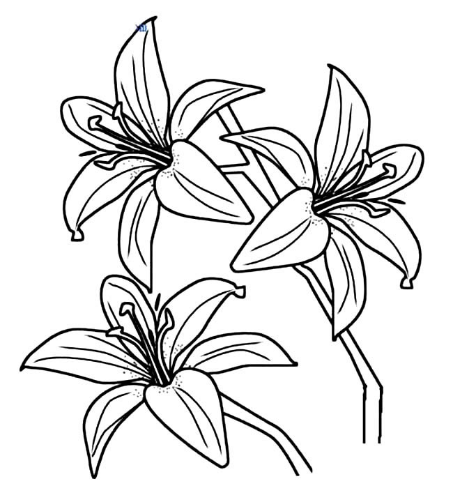 關于百合花的簡筆畫