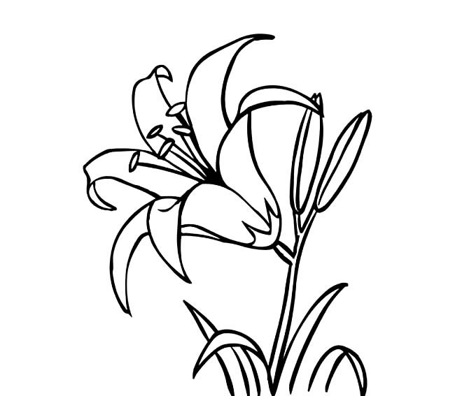 盛開的百合花簡筆畫