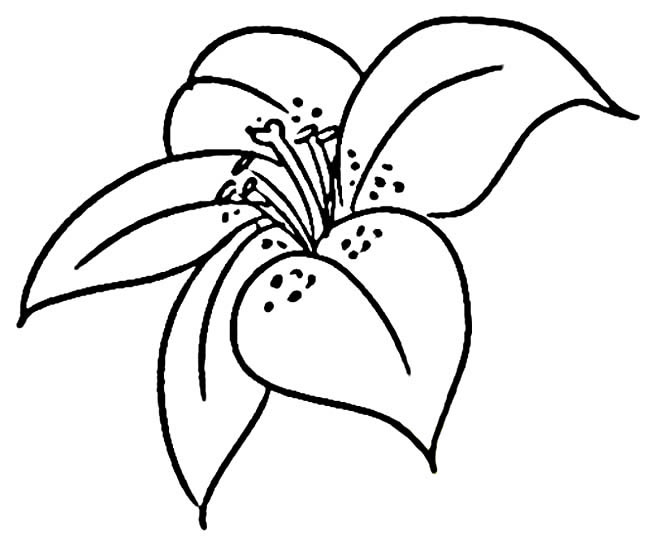 兩款小花朵的簡筆畫