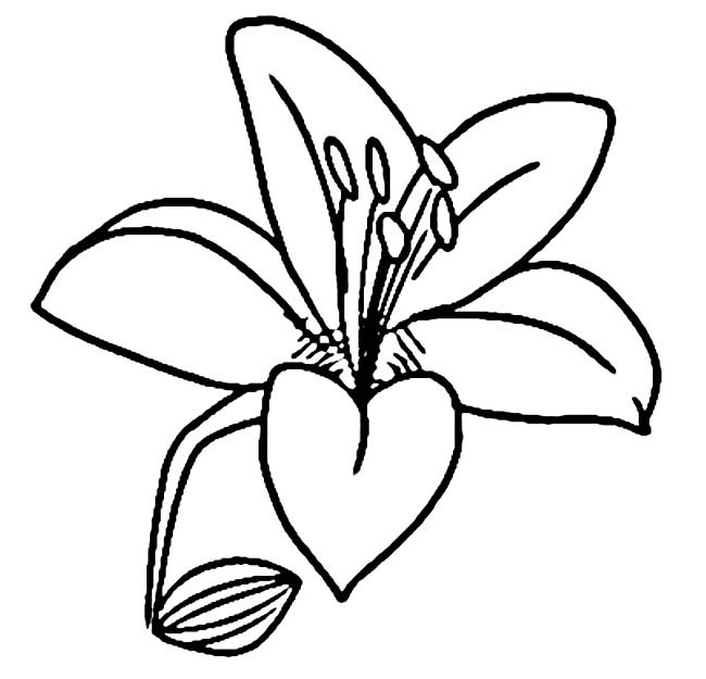兩款小花朵的簡筆畫