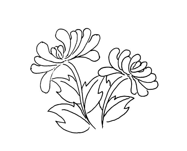 簡單的菊花怎么畫