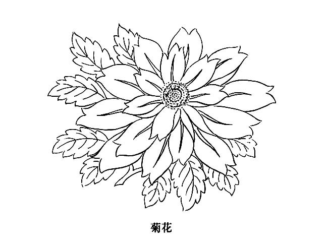一朵大菊花簡筆畫