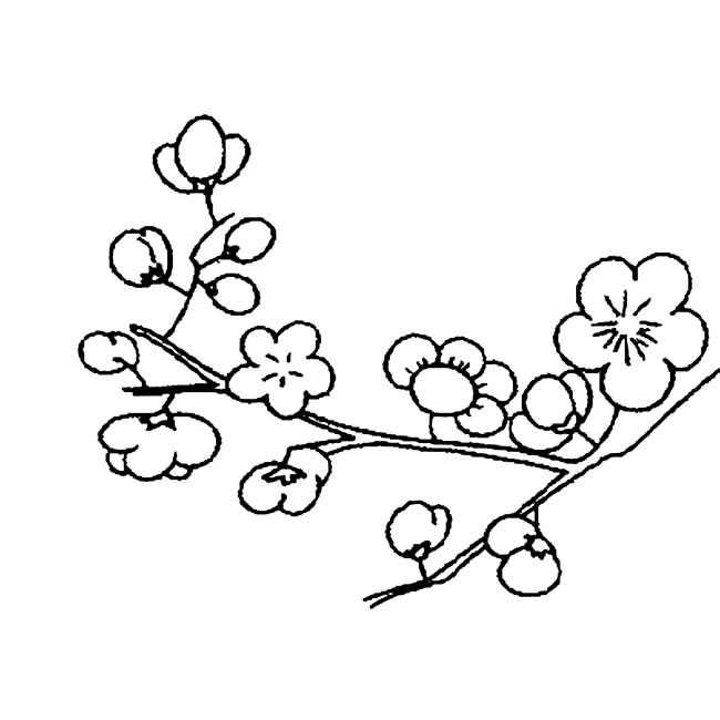 簡單的梅花怎么畫