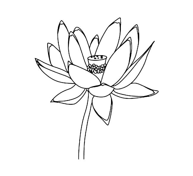 盛開(kāi)的荷花簡(jiǎn)筆畫(huà)
