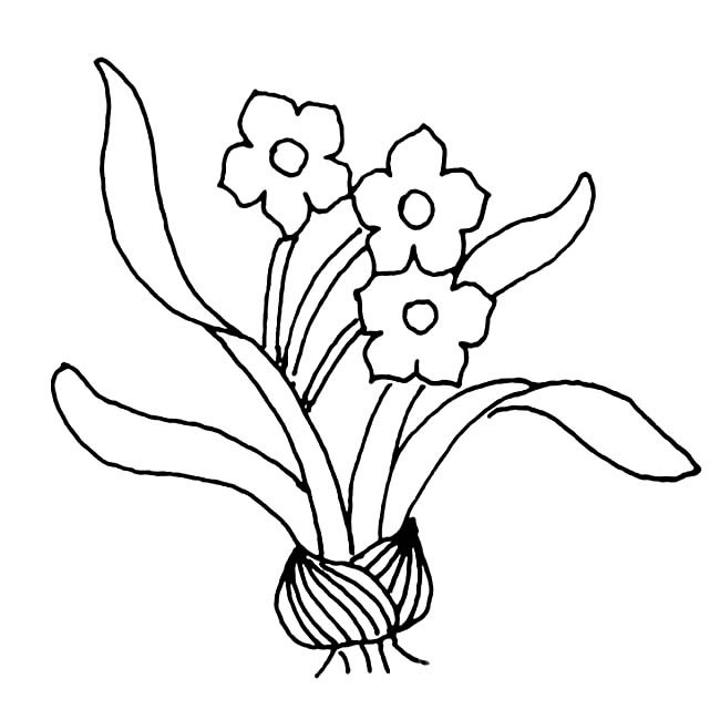 關(guān)于水仙花的兒童簡(jiǎn)筆畫