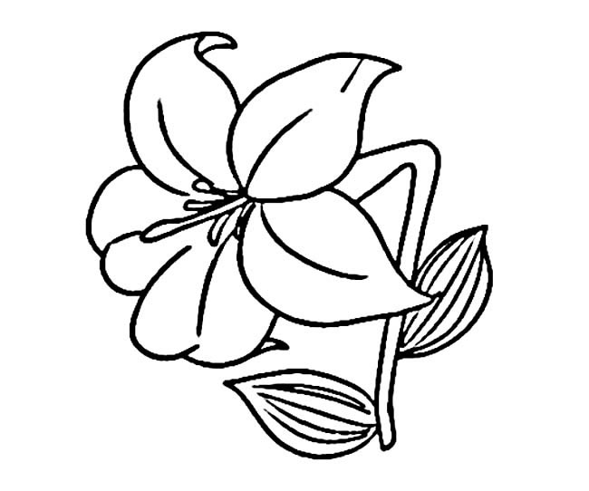 百合花的簡單畫法