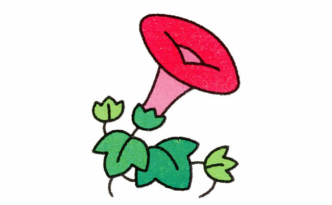 帶顏色的牽牛花簡筆畫教程