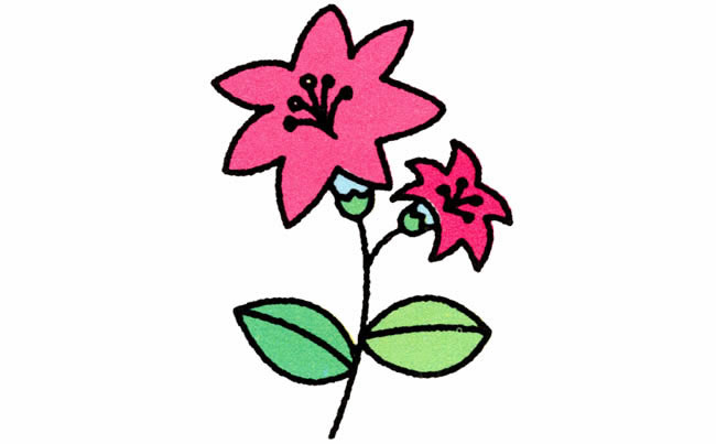 漂亮帶顏色的百合花簡筆畫