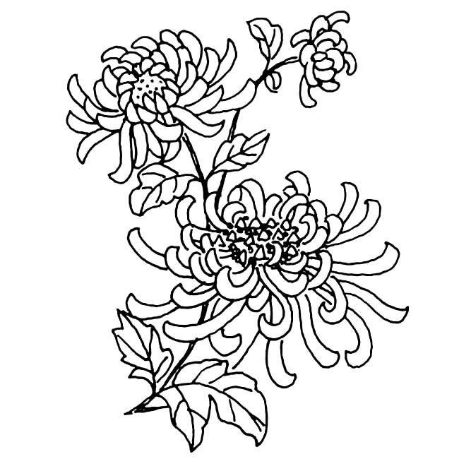 關(guān)于菊花的兒童簡筆畫