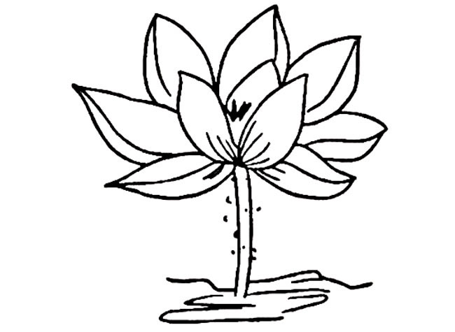 荷花的簡單畫法
