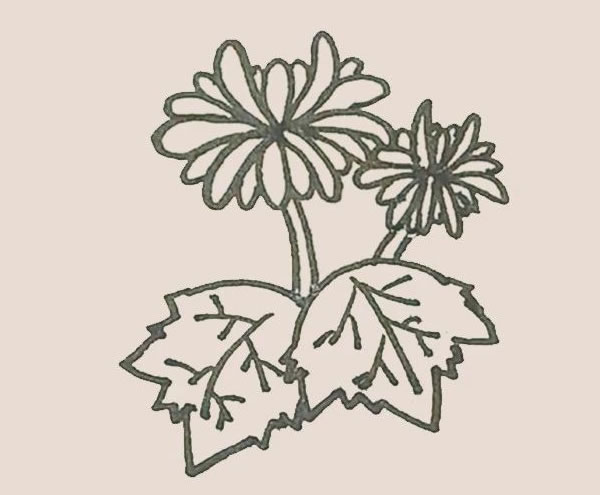 關于菊花的簡筆畫