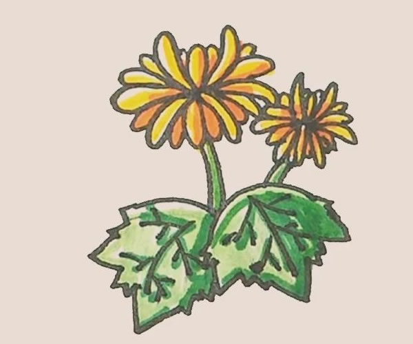 關于菊花的簡筆畫
