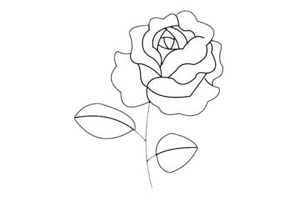月季花簡筆畫圖片大全