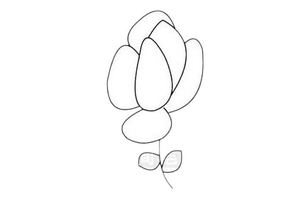 月季花簡筆畫圖片大全