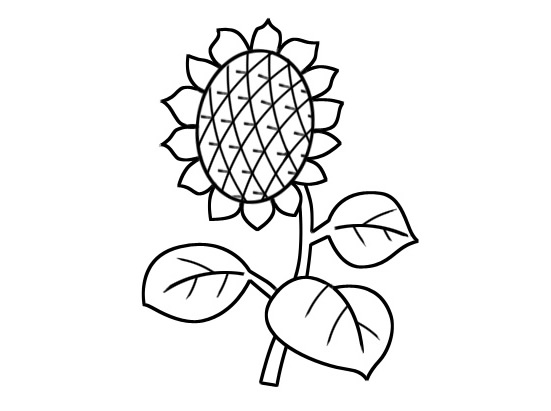 向日葵兒童簡筆畫
