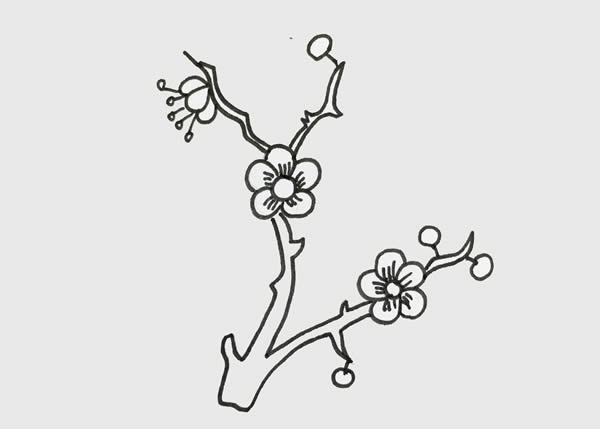樹(shù)枝上漂亮的梅花簡(jiǎn)筆畫(huà)