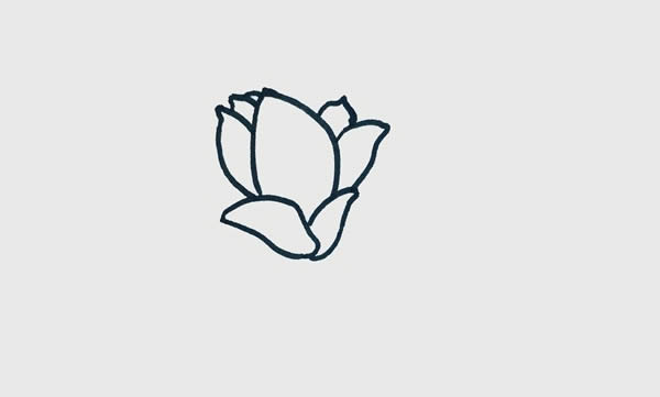 玉蘭花簡(jiǎn)筆畫步驟