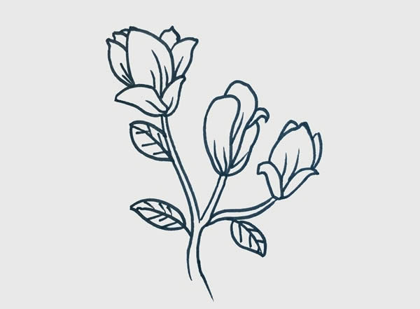玉蘭花簡(jiǎn)筆畫步驟