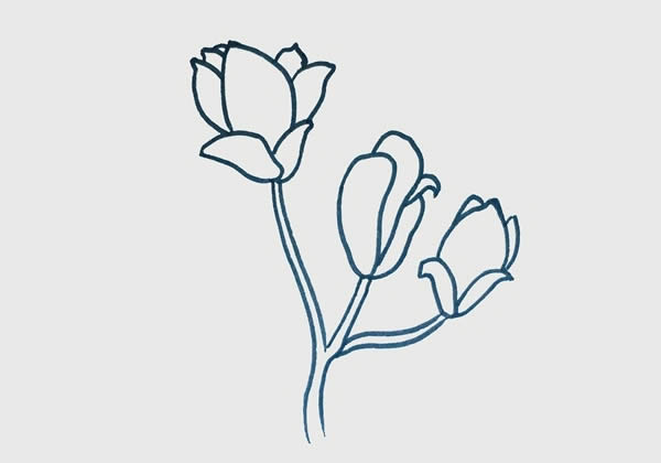 玉蘭花簡(jiǎn)筆畫步驟