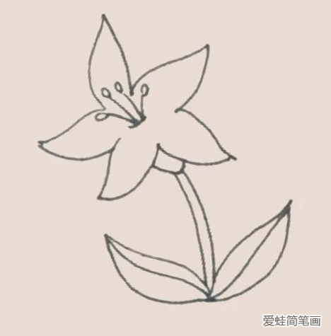 百合花簡筆畫