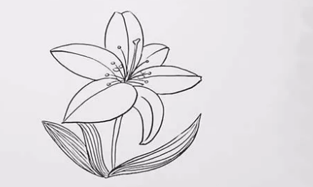 一束百合花