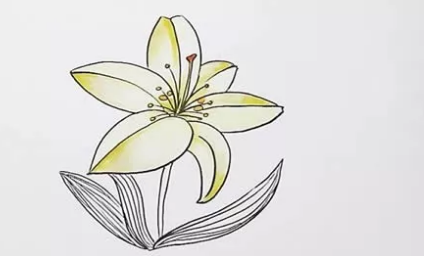 一束百合花